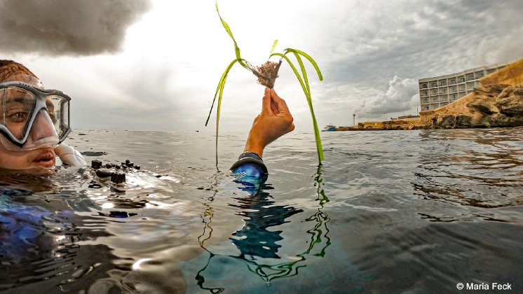Taucher-hält-eine-Seegraspflanze.jpg