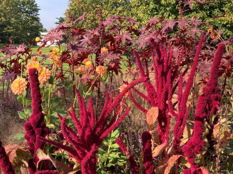 Amaranth + Ricinus _.JPG