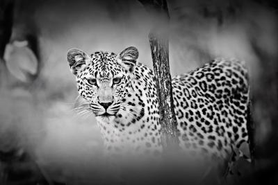 Leopard / Fotoarbeiten "Abenteuer Afrika" | Fotos: Susen Reuter