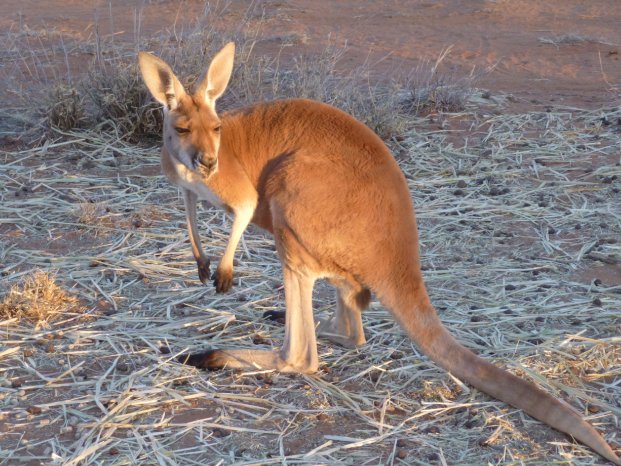 P1070072 (c) Patricia Ketteler, Karawane.JPG