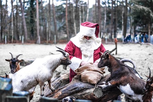 Wildpark-Müden-Weihnachtsmann-mit-Ziegen.jpg