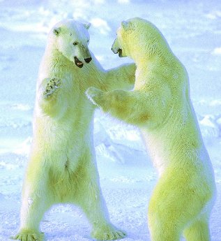 Die EisbaÌ?ren von Churchill4.jpg