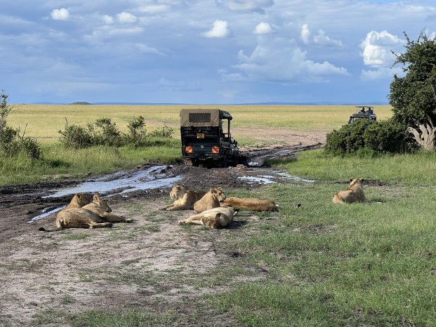 Löwenrudel (c) Claire Zaiser, Karawane.jpeg