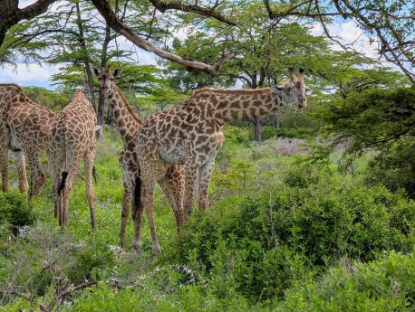 Nyerere-Nationalpark-Giraffen.jpg
