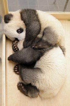 Panda-Jungtiere spielen_ZooBerlin_2020.jpg