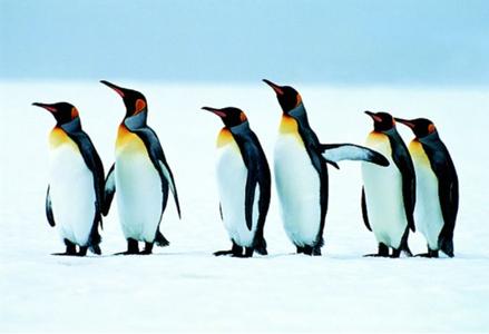 Der majestätische 6. Kontinent: im Mittelpunkt der Reise mit der MS "Minerva" stehen faszinierende Tier- und Naturbeobachtungen. Auf den Falkland-Inseln führt eine Expedition zu den Königspinguinen.Bild: © Windrose Fernreisen Touristik GmbH