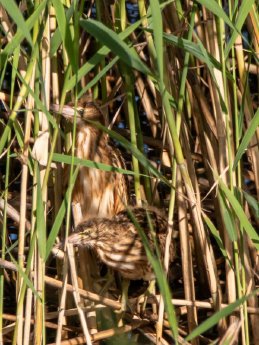 Zwergdommel_HildeBrink_Flughafensee_072024 _600x800(10).JPG