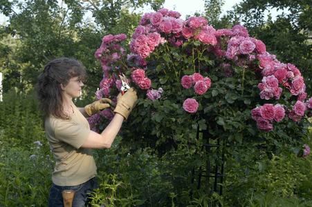 Rosenschirm Kreislehrgarten Burgsteinfurt