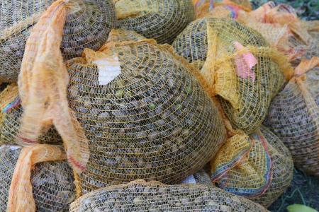 Saateicheln verpackt