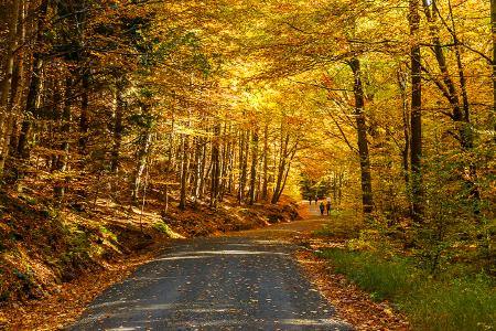 Wanderung über die drei Burgberge Bad Harzburgs