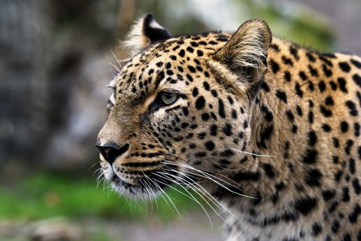 Leopard Jahrom_AWZ MS.jpg