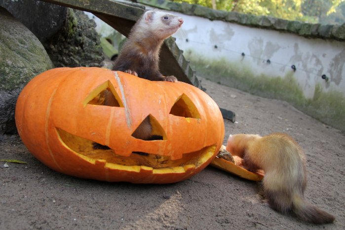 Wildpark-MV_Frettchen_Halloween.JPG