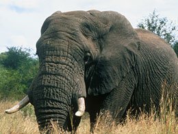 260-Elefant-_c_-WWF-Doerner.jpg