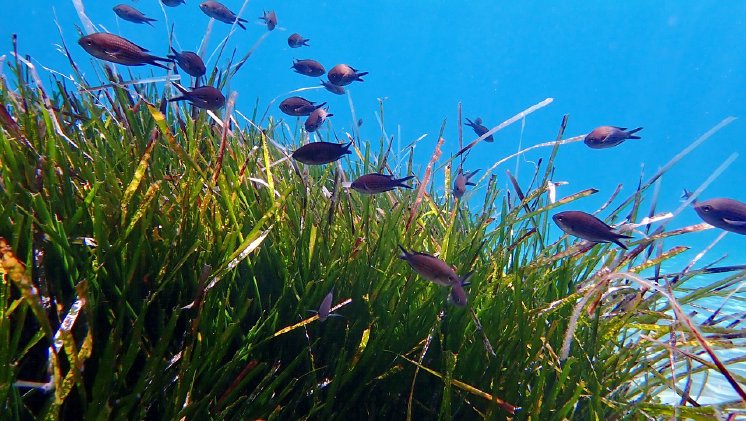 Posidonia-Seegraswiese in der Bucht von Stoupa.jpg