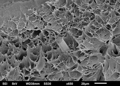 "Cellulosefaser in einem Meer aus Polymer" / Bild: Milan Kelch, AG Biologische Werkstoffe, HSB