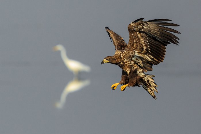 Seeadler_Foto Jörg Asmus.jpg