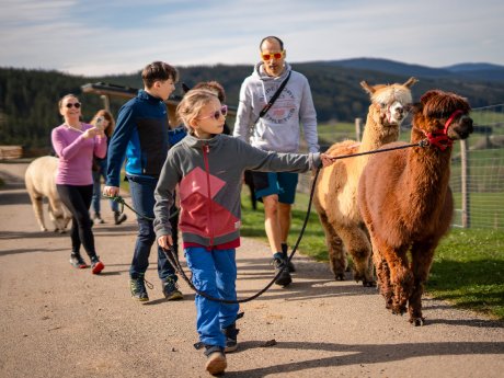 web%20Titisee-Neustadt_Alpaka%20Wanderung%20mit%20der%20Familie%20beim%20Haberjockelshof%20%C2%A.jpg
