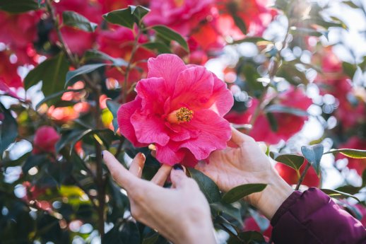 Parco delle Camelie, Locarno-Ticino Turismo - Milo Zanecchia-3.jpg