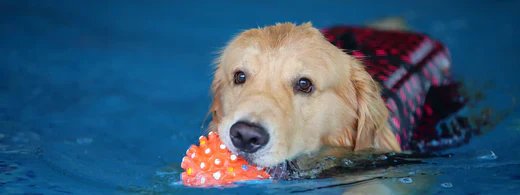 pet-blog-1920x719-1_1280_520x500_8c99084a-834e-4232-b30a-86dc1145ce98.webp