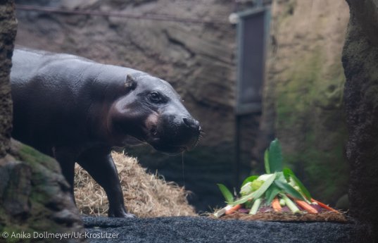 Zwergflusspferd Euforio freut sich über die Gemüsetorte.jpg