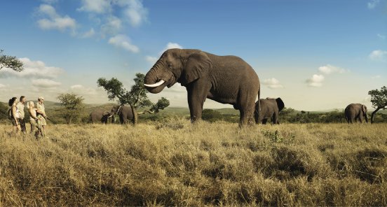 110523_Südafrika_Wildlife.jpg