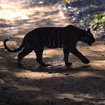 350-ED65-Bengaltiger-Panthera-tigris-tigris-Indien-_c_-Joerg-Edelmann-WWF.jpg