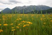 Arnica montana in Bluete im Alpenvorland - Benjamin Schwarz