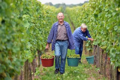 Weinlese 2013