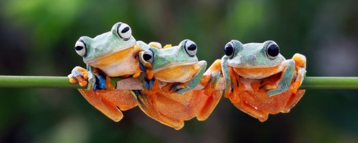Den Schöpfer und die Schönheit der Schöpfung feiern und sich für ihren Schutz einsetzen - dazu will der Schöpfungssabbat ermutigen