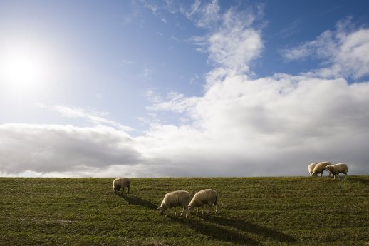 Nordsee_Carolinensiel_Deichschafe_253.jpg