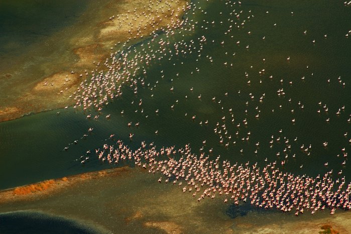 flamingos .JPG