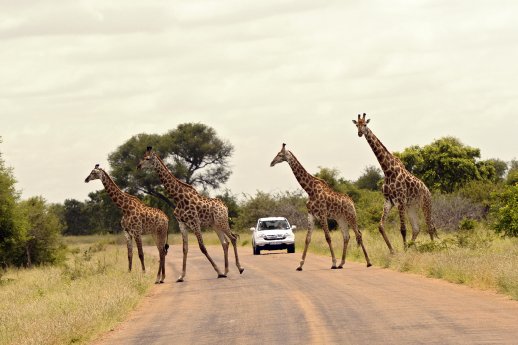Giraffen_Krüger-Nationalpark_Copyright www.southafrica.net.jpg