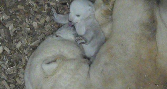 Eisbären-Baby_TierparkHellabrunn_2017.jpg