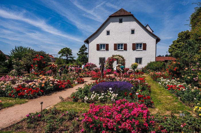 Nöggenschwiel_Rosenfest © Klaus Hansen_Schwarzwald Tourismus (7).jpg