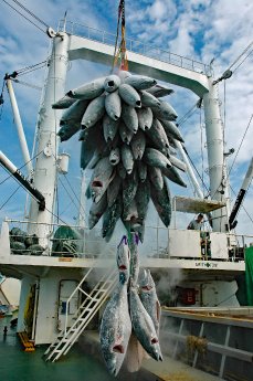 Gefrorener Thunfisch wird verladen von George Stoyle MarinePhotobank.jpg