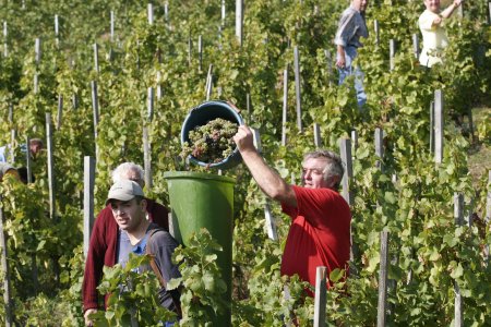 In der Ferienlandschaft „Liebliches Taubertal“ steht die Weinlese kurz bevor. Radler, Wanderer und Weininteressierte sind eingeladen, die Szenerie der Weinlese und das in der Natur bunter werdende Taubertal und Maintal bei einem Besuch kennenzulernen. Unser Bild zeigt die Weinlese im Röttinger Feuerstein. Infos zum Radeln, Wandern, Wein und Kulinarischem Profil gibt es unter www.liebliches-taubertal.de. Foto: TLT/Peter Frischmuth