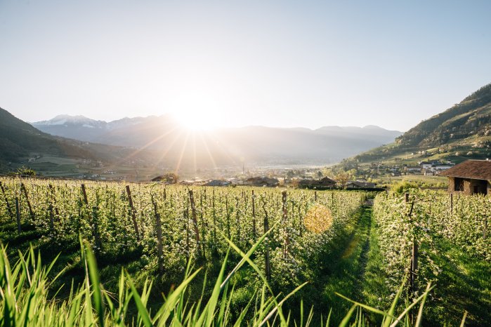 Benjamin Pfitscher - Apfelblüte - HQ 564682.jpg