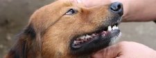 Hundekopf