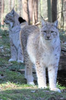 Luchs, Foto: Wildpark-MV