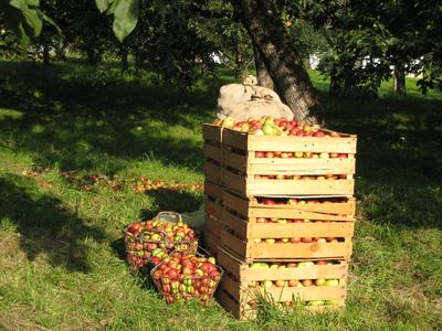 2. Streuobstwiesen-Aktionstag