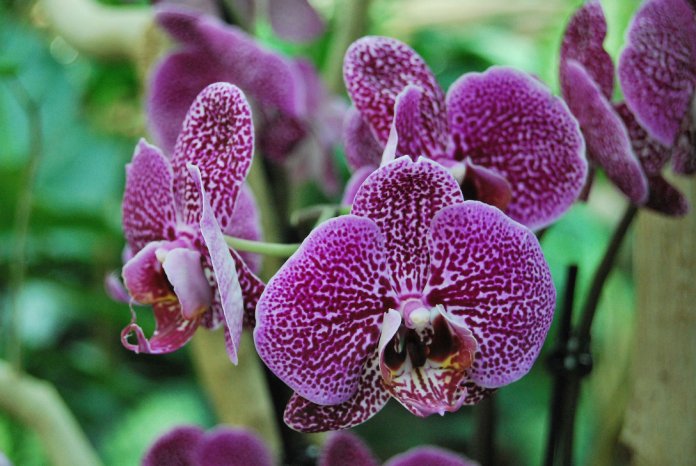 Bild_Orchideenblüte_(c)_Biosphäre.jpg