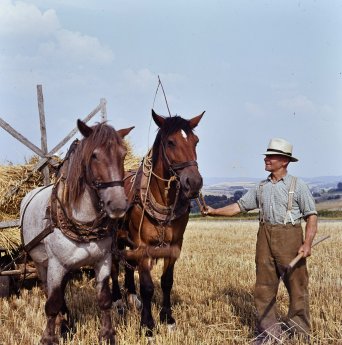 k_Erntezeit '64.jpg