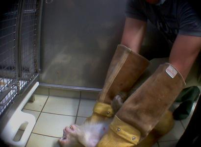 copyright SOKO Tierschutz/BUAV Tierversuche MPI