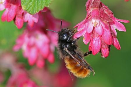 Heimische Blumen für heimische Bienen: Gehörnte Mauerbiene (Osmia Cornuta) / © Hans-Jürgen Sessner