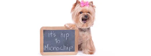 mikrochip_1280_520x500_35d535e8-8fb7-4d92-bf22-b4768f0857a6.webp