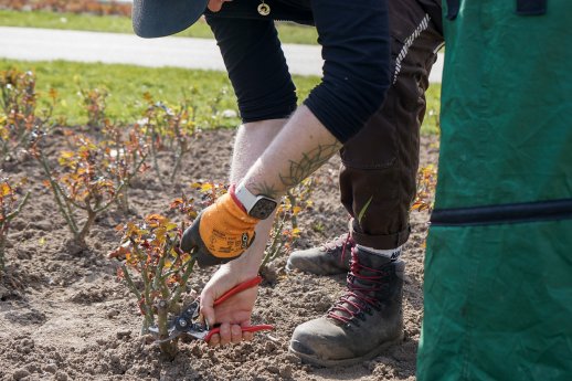 Rosenschnitt 1 (c) Bayer. Staatsbad Bad Kissingen GmbH_Julia Gerber.jpg