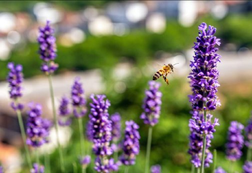 Bienenfreundlicher-Balkon.png