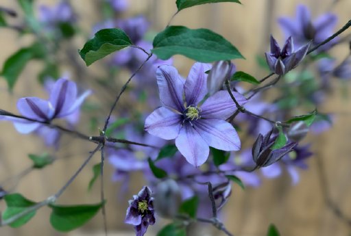 7-Clematis-AMAZING-1.png