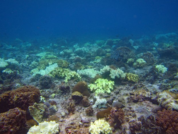 Ausgebleichtes-Korallen-Riff-vor-der-Insel-Hatta.jpg