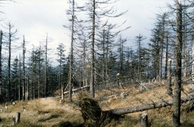Foto: Archiv Landesforsten